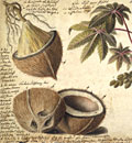 Zeichnung einer Kokosnuss