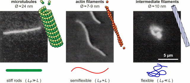 Introduction Cytoskeleton Soft Matter Physics Division University Of Leipzig