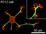 PC12 neurnonal cell