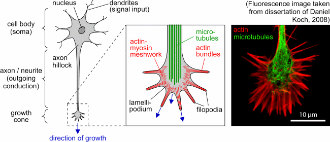 Schematic representation of a neuron and its growth cone