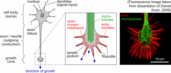 a) Biological Neurons connected by Synapses. Soma = neuron body. (b)