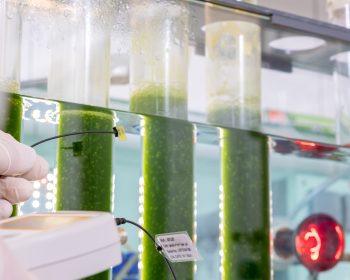 Bioreaktoren zur Herstellung von mikrobiellen Proteinen